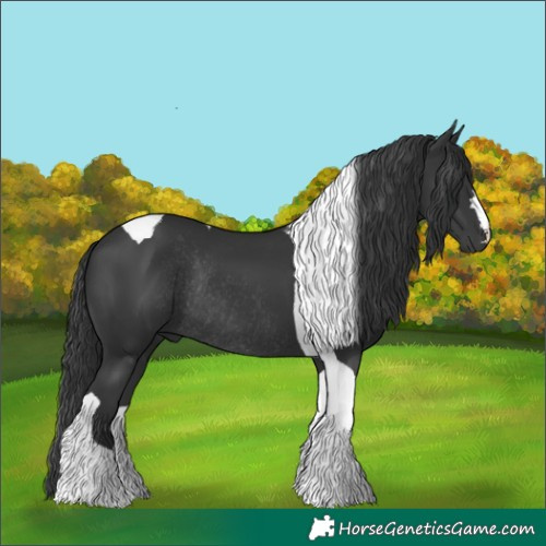 Horse Color:Black Tobiano Rabicano 