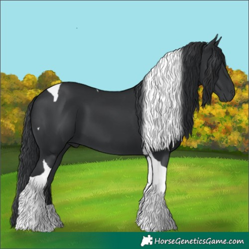 Horse Color:Black Tobiano 