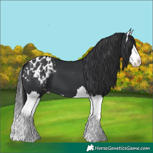 Horse Color:Black Splash Blanket 