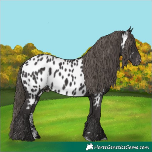 Horse Color:Smoky Black Near Leopard 
