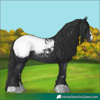 Horse Color:Black Snowcap Rabicano 