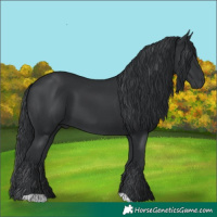 Horse Color:Black 