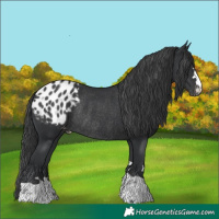 Horse Color:Black Appaloosa Rabicano 