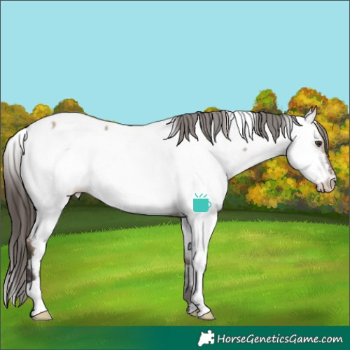 Horse Color:White Spotted Liver Red Dun Appaloosa 