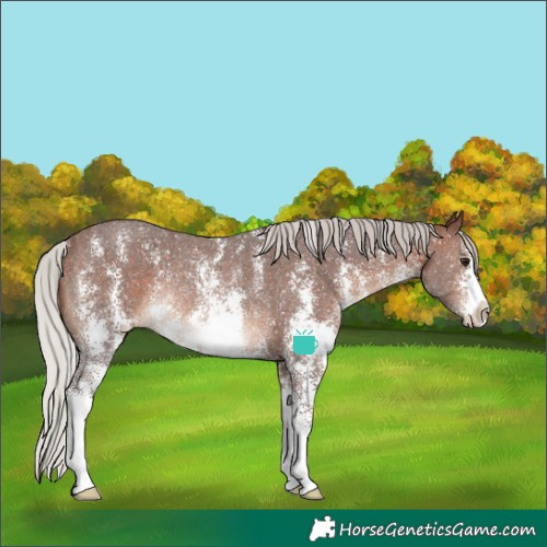 Horse Color:Silver Brown Sabino Rabicano 