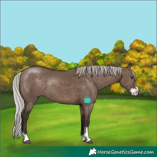 Horse Color:Silver Brown Dun Sabino Rabicano 