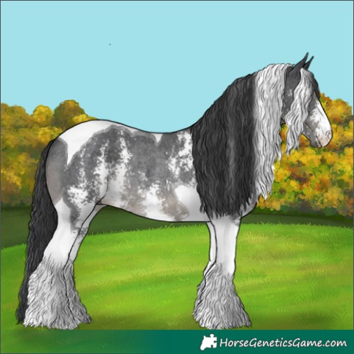Horse Color:Black Sabino Tobiano Rabicano 