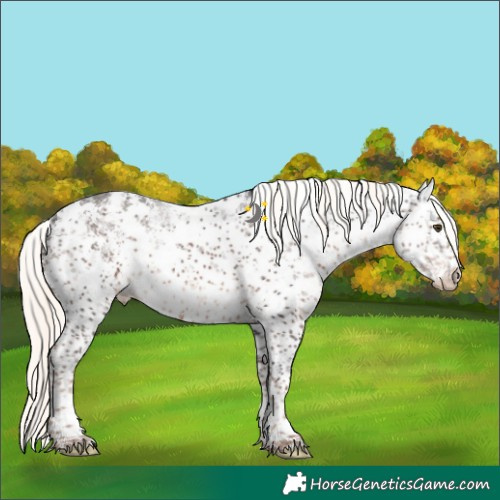 Horse Color:White Spotted Liver Chestnut Mushroom Sabino Appaloosa 