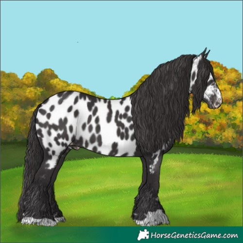 Horse Color:Smoky Black Appaloosa 