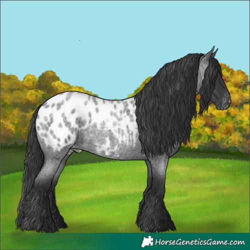 Horse Color:Blue Roan Appaloosa Rabicano 
