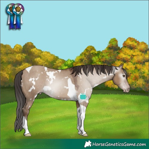 Horse Color:Gray White Spotted Classic Champagne Dun Tobiano Appaloosa 