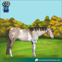 Horse Color:Gray White Spotted Classic Champagne Dun Tobiano Appaloosa