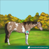 Horse Color:Gray White Spotted Classic Champagne Dun Tobiano Appaloosa
