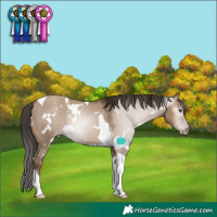 Horse Color:Gray White Spotted Classic Champagne Dun Tobiano Appaloosa
