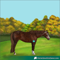 Horse Color:Gray Chestnut Ice