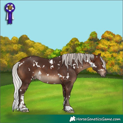 Horse Color:White Spotted Silver Bay 