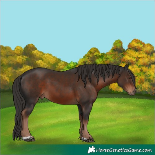 Horse Color:Liver Chestnut 