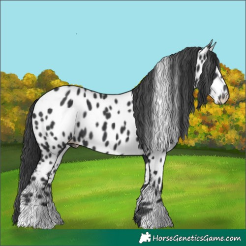 Horse Color:Black Appaloosa 