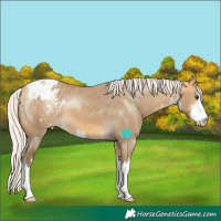 Horse Color:White Spotted Silver Buckskin Dun Blanket
