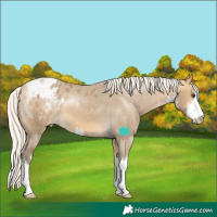 Horse Color:White Spotted Silver Buckskin Dun Appaloosa