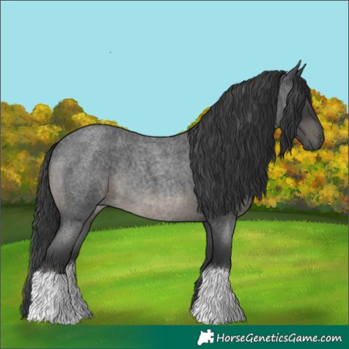 Horse Color:Blue Roan 