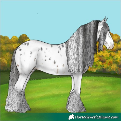 Horse Color:Liver Chestnut Sabino Appaloosa 