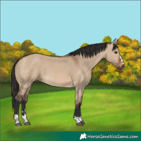 Horse Color:Bay Dun