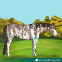 Horse Color:Liver Chestnut Sabino Appaloosa 