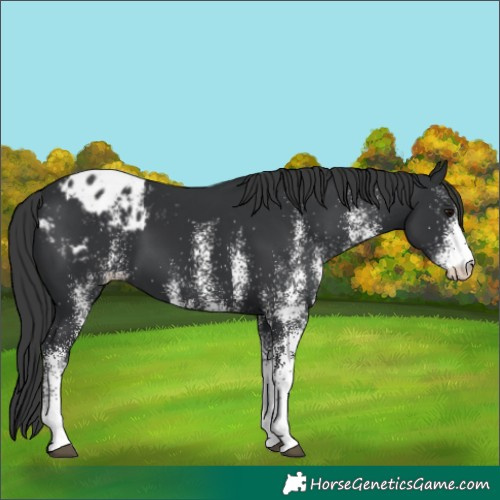 Horse Color:White Spotted Black Appaloosa 