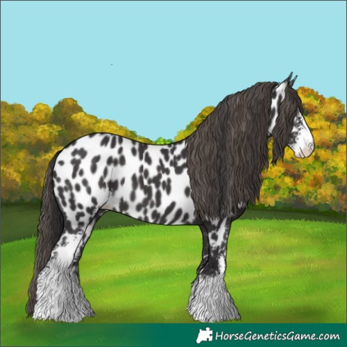 Horse Color:Smoky Black Sabino Appaloosa 