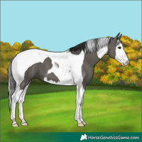 Horse Color:Grullo Splash Tobiano