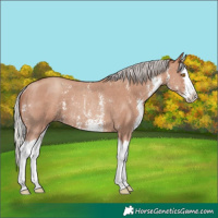 Horse Color:Silver Classic Champagne Sabino Splash Rabicano