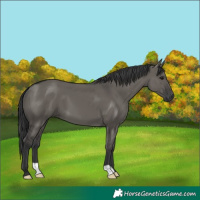 Horse Color:Grullo
