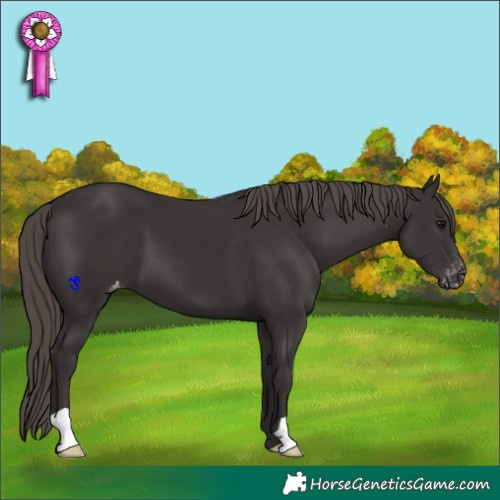 Horse Color:Smoky Black Appaloosa 