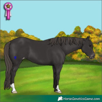 Horse Color:Smoky Black Appaloosa