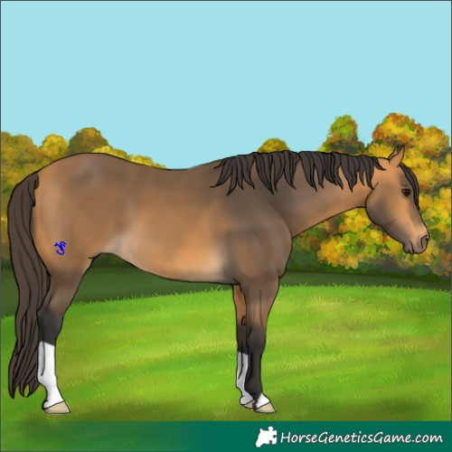 Horse Color:Buckskin 
