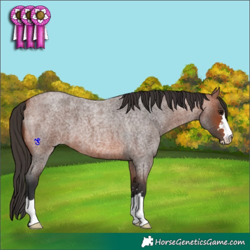 Horse Color:Bay Roan 