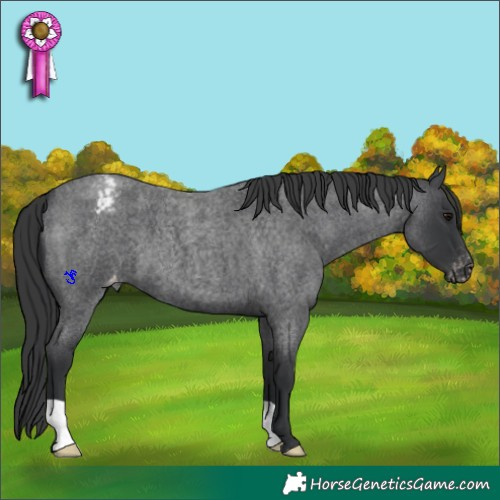 Horse Color:Blue Roan Appaloosa 