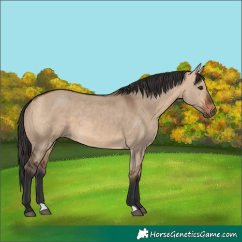 Horse Color:Bay Dun 