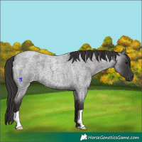 Horse Color:Smoky Blue Roan 