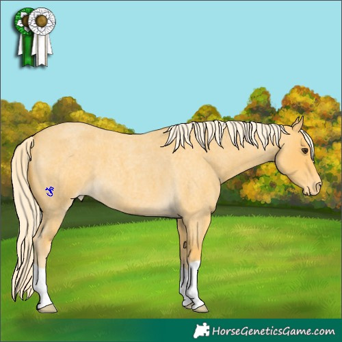 Horse Color:Palomino Roan Appaloosa 