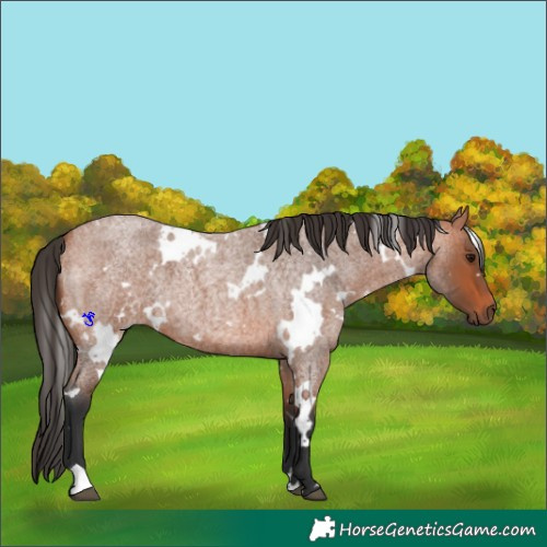 Horse Color:White Spotted Bay Roan