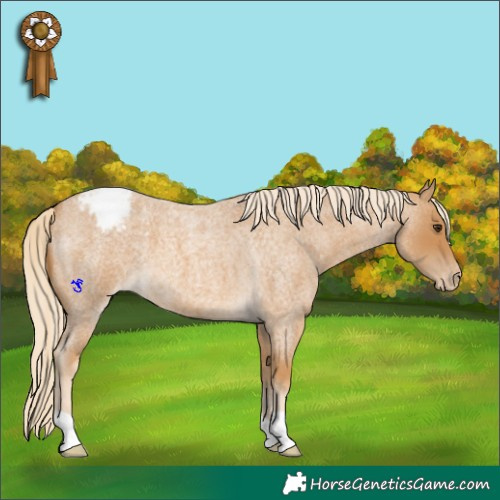 Horse Color:Palomino Roan Appaloosa