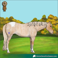 Horse Color:Palomino Roan Snowcap
