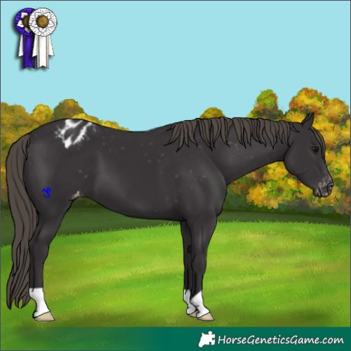 Horse Color:Smoky Black Appaloosa 