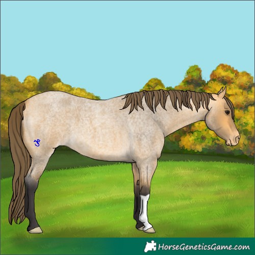 Horse Color:Buckskin Roan Appaloosa