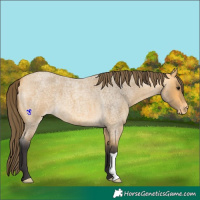 Horse Color:Buckskin Roan Varnish