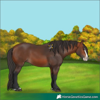 Horse Color:Bay Splash 