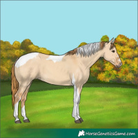 Horse Color:Red Dun Tobiano 