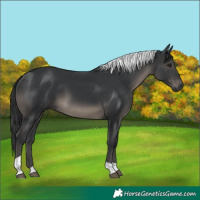 Horse Color:Black Tobiano